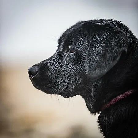 Residenz Seeterrasse Restaurant & 3* Wangen (Ohningen)