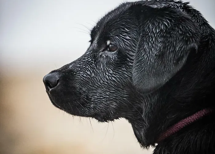 Residenz Seeterrasse Restaurant & 3* Wangen (Ohningen)